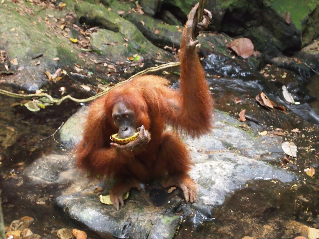 orangutan_na_sumatri_putopsesija Orangutan jede mango