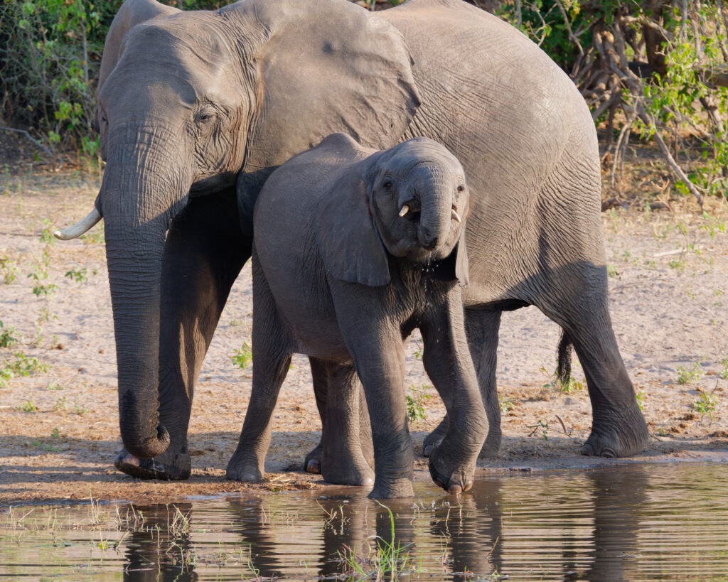 Slonica i mali slon piju vodu na safariju u Bocvani
