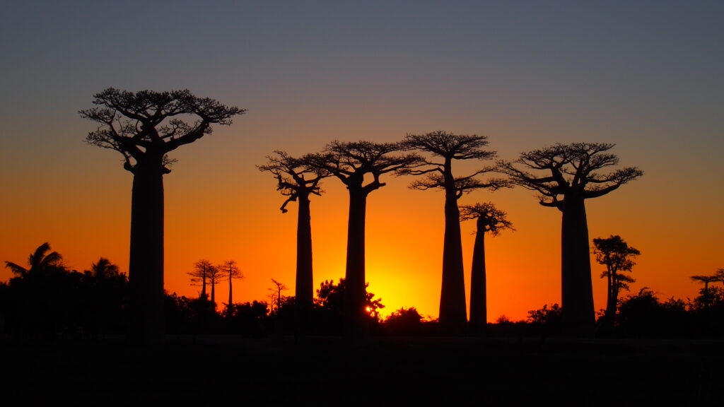 Avenija baobaba na zapadnoj obali Madagaskara