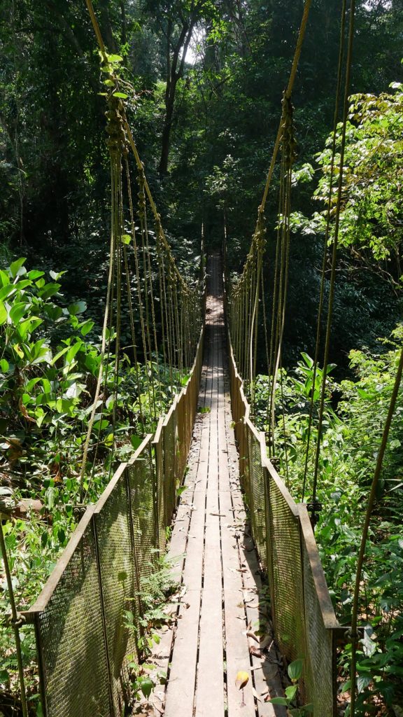 Canopy walk Taman Negara