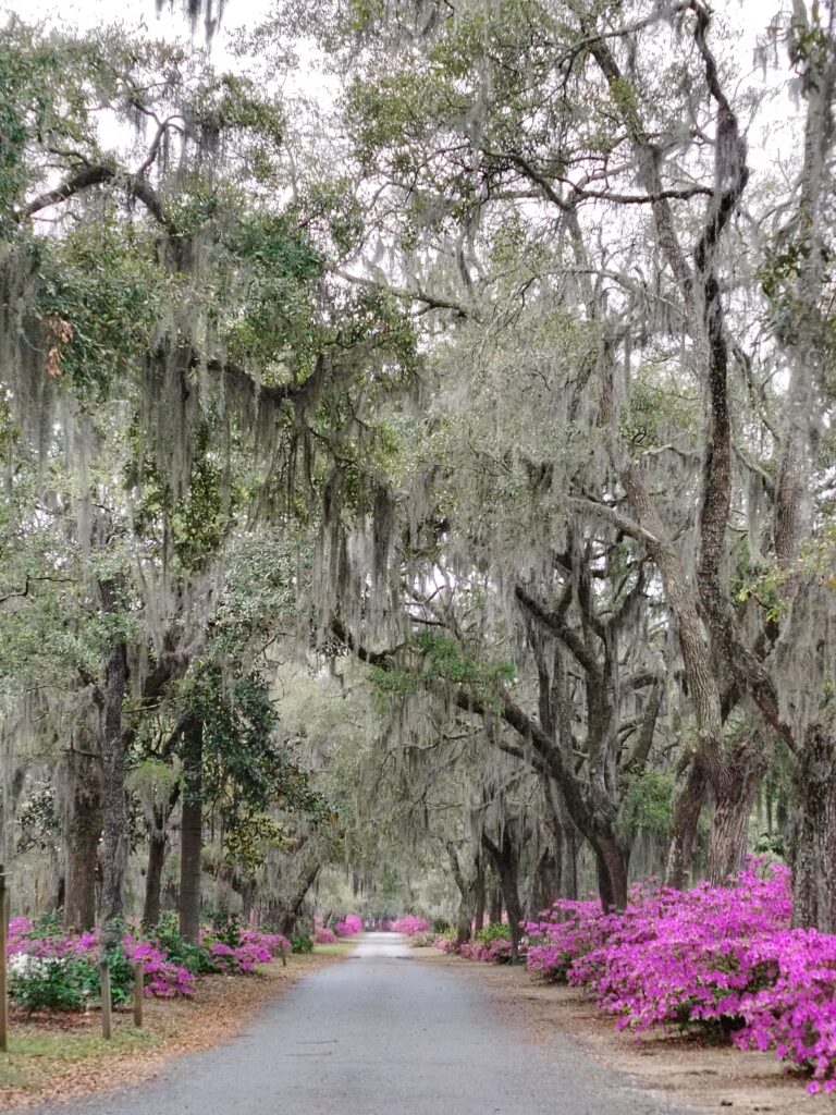 Virdžinijski hrastovi u gradu Savannah - Georgia