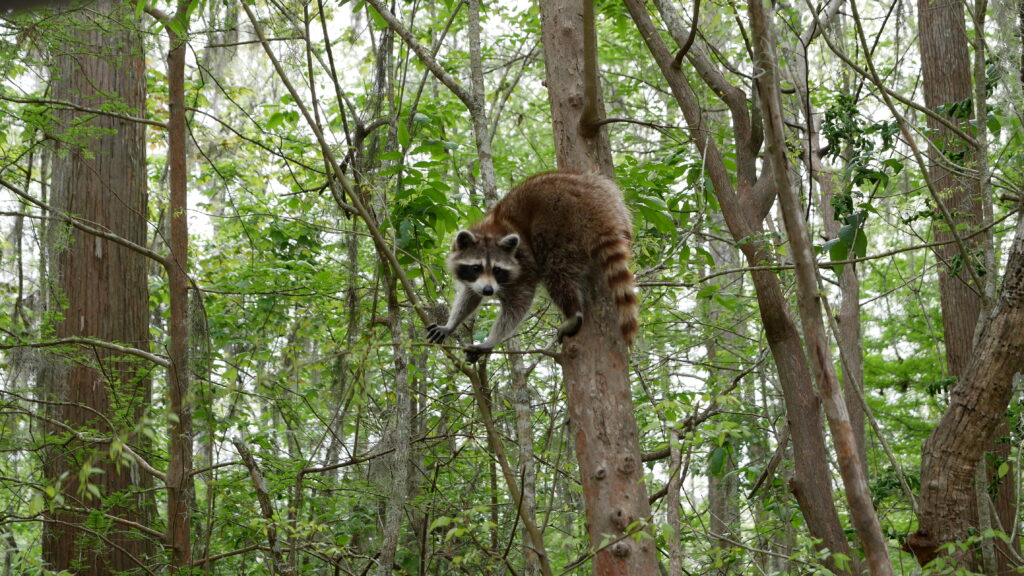 Rakun silazi s drveta