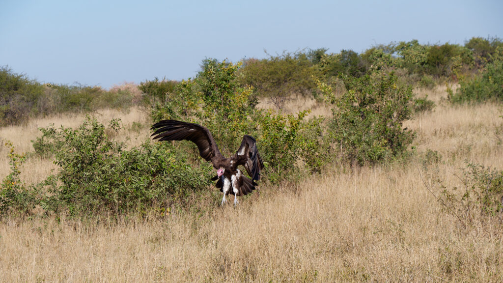 Lešinar slijeće u grmlje i visoku travu