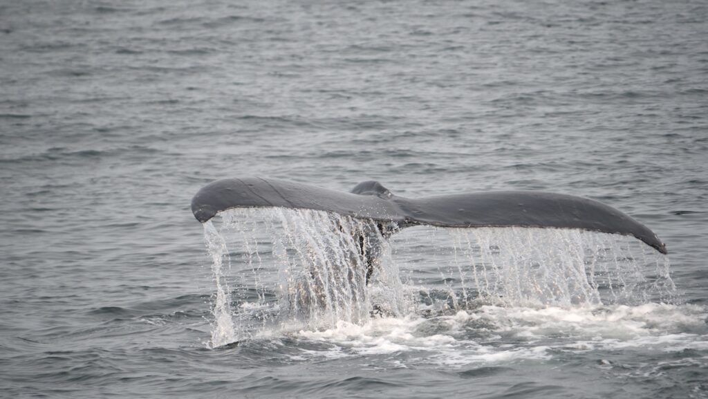 Rep grbavog kita na sjevernom pacifiku